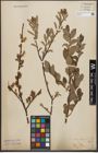 Foto von Salix starkeana Willd.